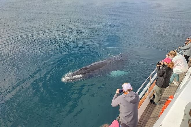 Whale Watching & Dolphin Yacht Cruise