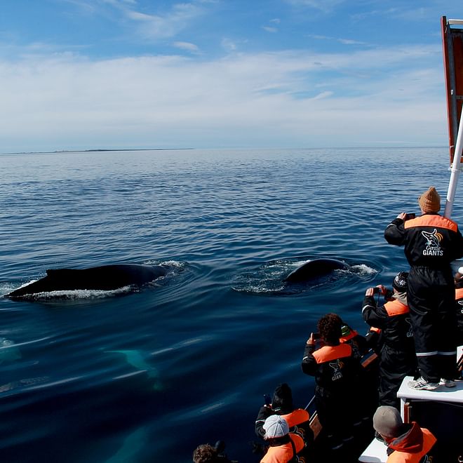 GG1 Whale Watching