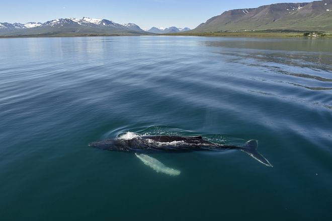 Akureyri Classic Whale Watching