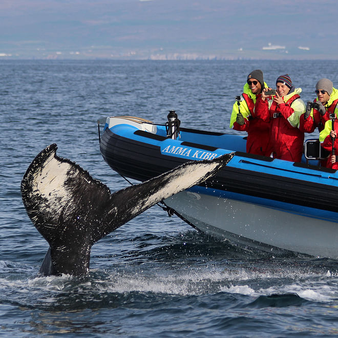 GG2 Big Whale Safari & Puffins