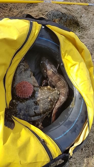 Freedive foodhunt 