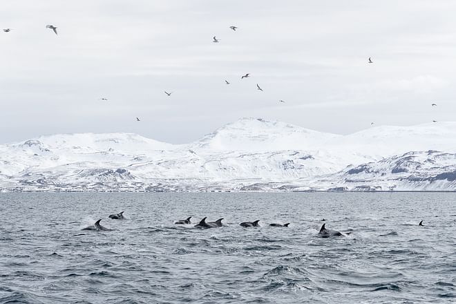 Whale Watching Ólafsvík 