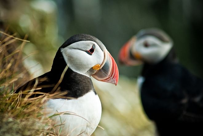 Horses & Puffins (Elfin Tour)