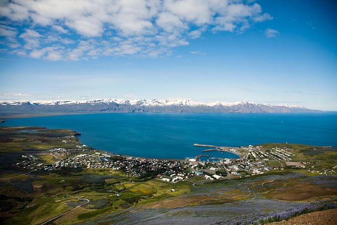 Birdwatching half day tour: Húsavík & surroundings