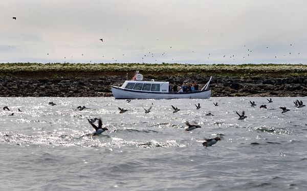 Horses & Puffins (Elfin Tour)