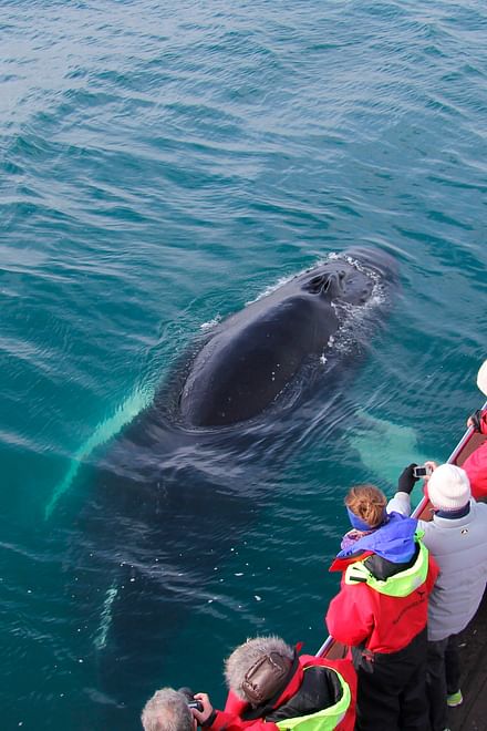 Whale Watching Eyjafjörður: From Árskógssandur
