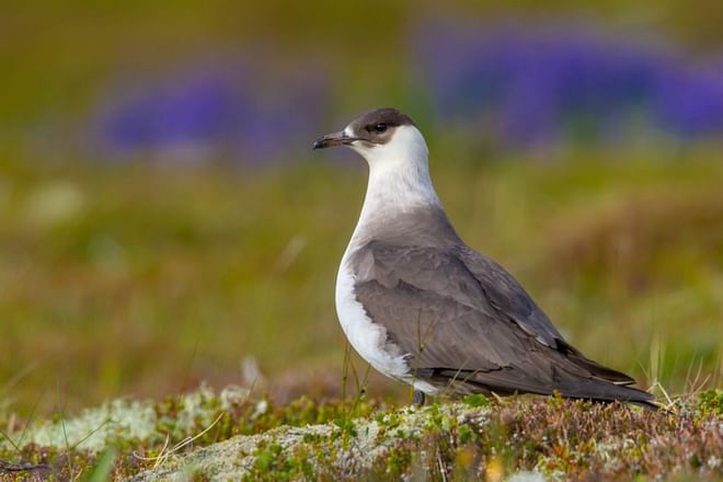 TN Complete Circle Birdwatching - 12 days