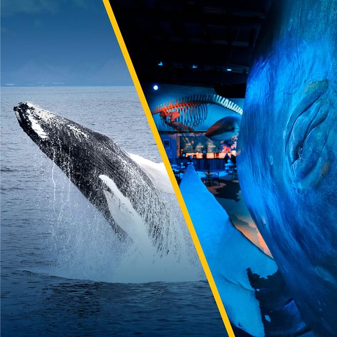 Whale Watching & Whales of Iceland Museum