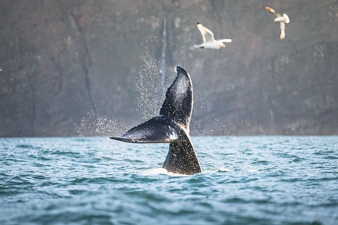 Whales and Puffins 