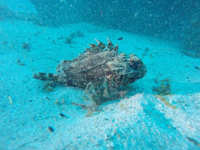 Freedive foodhunt 