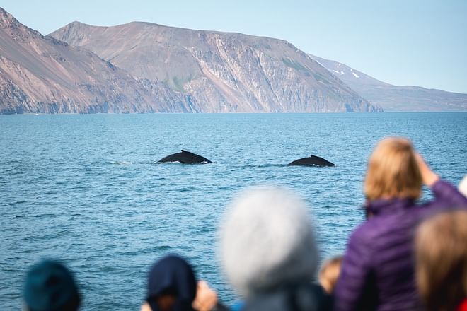 Húsavík Original Whale Watching
