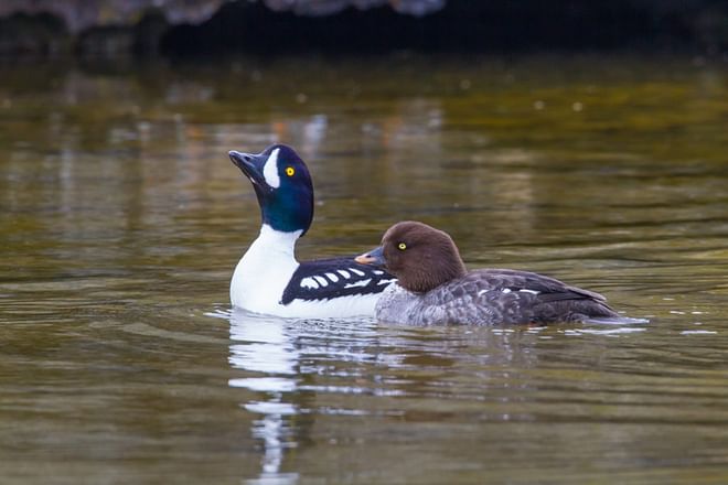 TN Highlights Birdwatching - 10 days