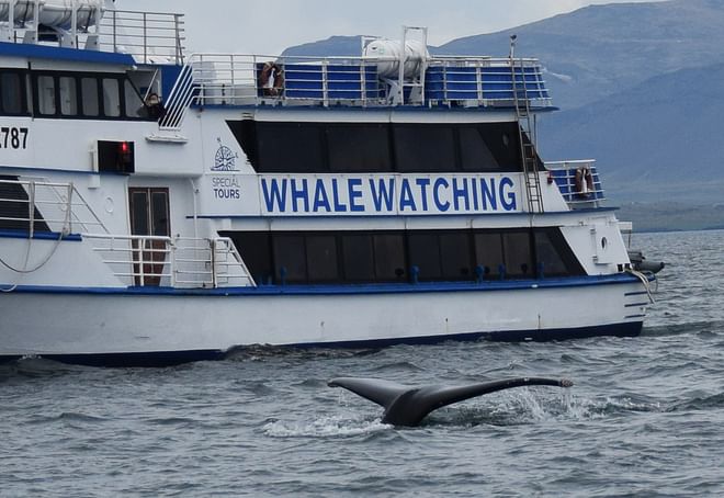 Whales & Puffins