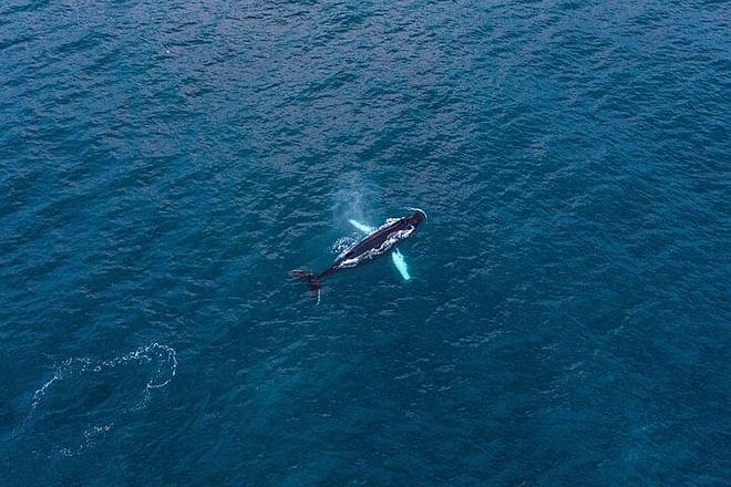 Big Whales & Puffins RIB boat tour