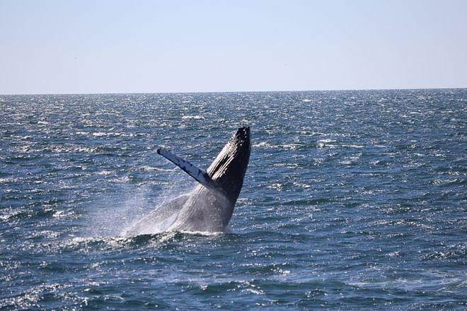 Whale Watching tour from Reykjavik