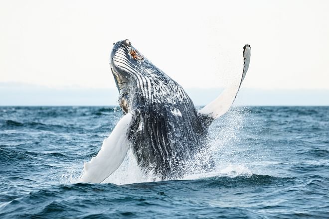 Whales and Sails