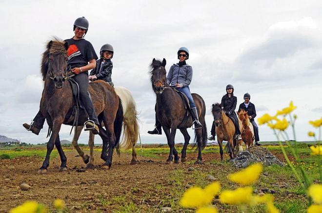 04F - Horses and Puffins 