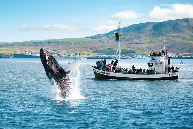 Húsavík Original Whale Watching
