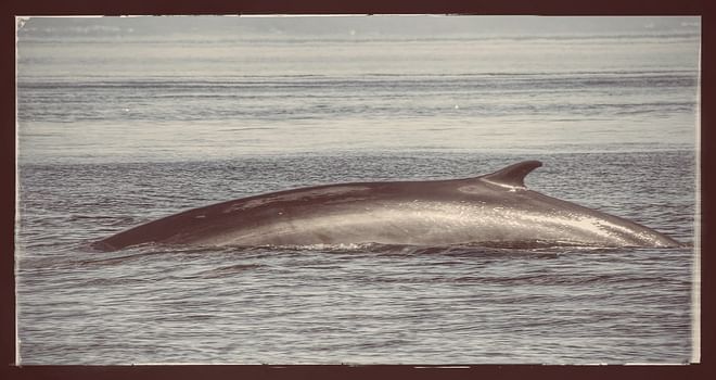 Whale Watching & Northern lights Combo Cruise from Reykjavik