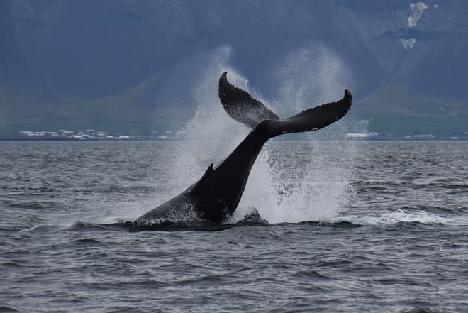 Whale Watching & Whales of Iceland Museum