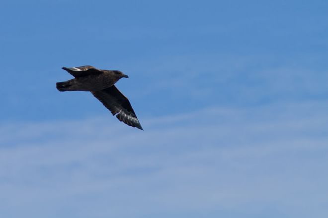 TN Complete Circle Birdwatching - 12 days