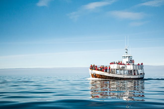 Silent Whale Watching (Carbon-Neutral)