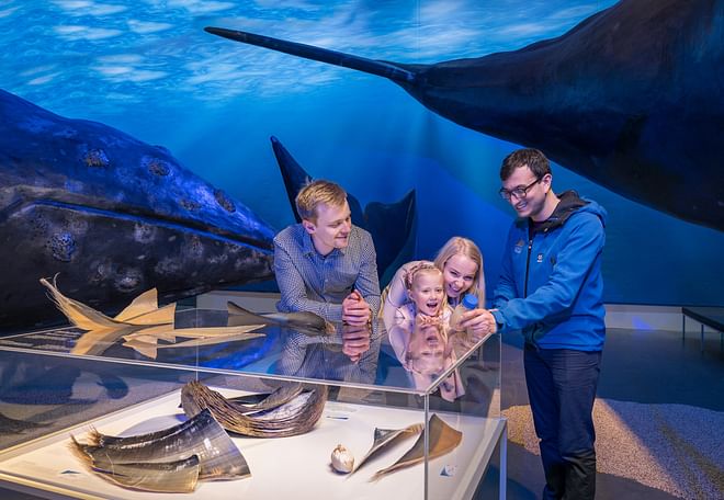 Whale Watching & Whales of Iceland Museum