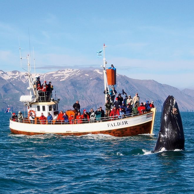 GG3 Whales & Horses