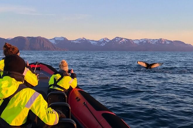 Big Whales & Puffins RIB boat tour