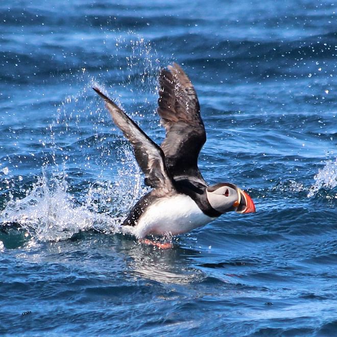 GG2 Big Whale Safari & Puffins