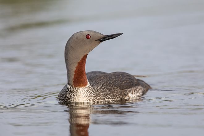 Birding Trail - TN Signature Birdwatching - 5 days