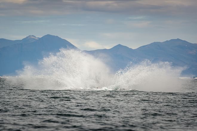 RIB Speedboat Whale Watching in Reykjavík
