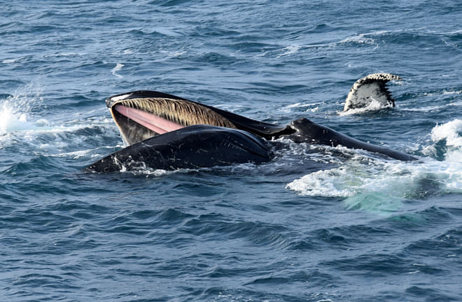 Whale Watching