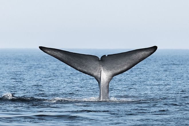 Whales and Puffins 
