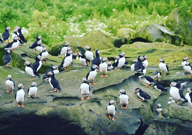 Puffin Express by RIB Speedboat