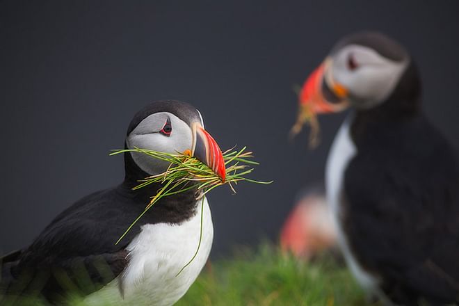 10 day Summer Photo Workshop around Iceland