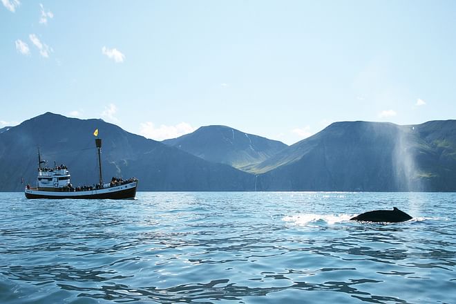 Whales and Puffins 