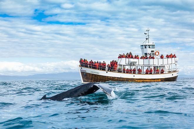 Silent Whale Watching (Carbon-Neutral)