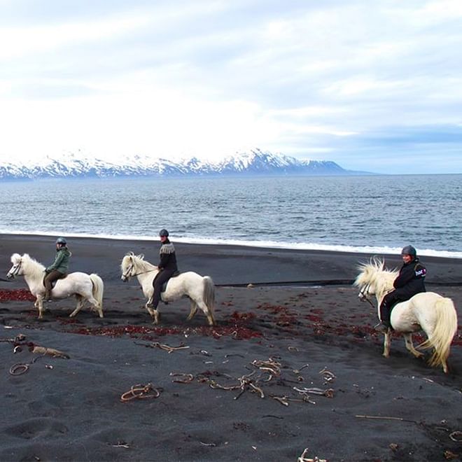 GG3 Whales & Horses