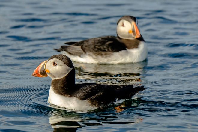 Premium Puffin Tour