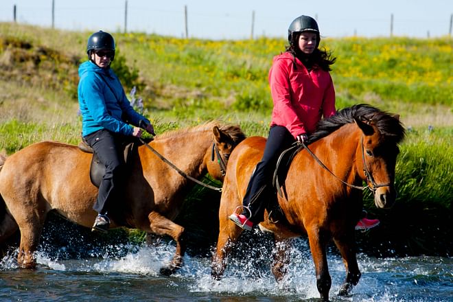 04F - Horses and Puffins 