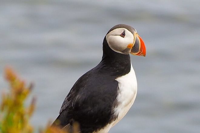 Big Whales & Puffins RIB boat tour